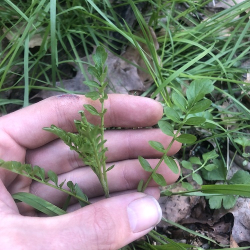 Pennsylvania Bittercress (Cardamine pensylvanica)