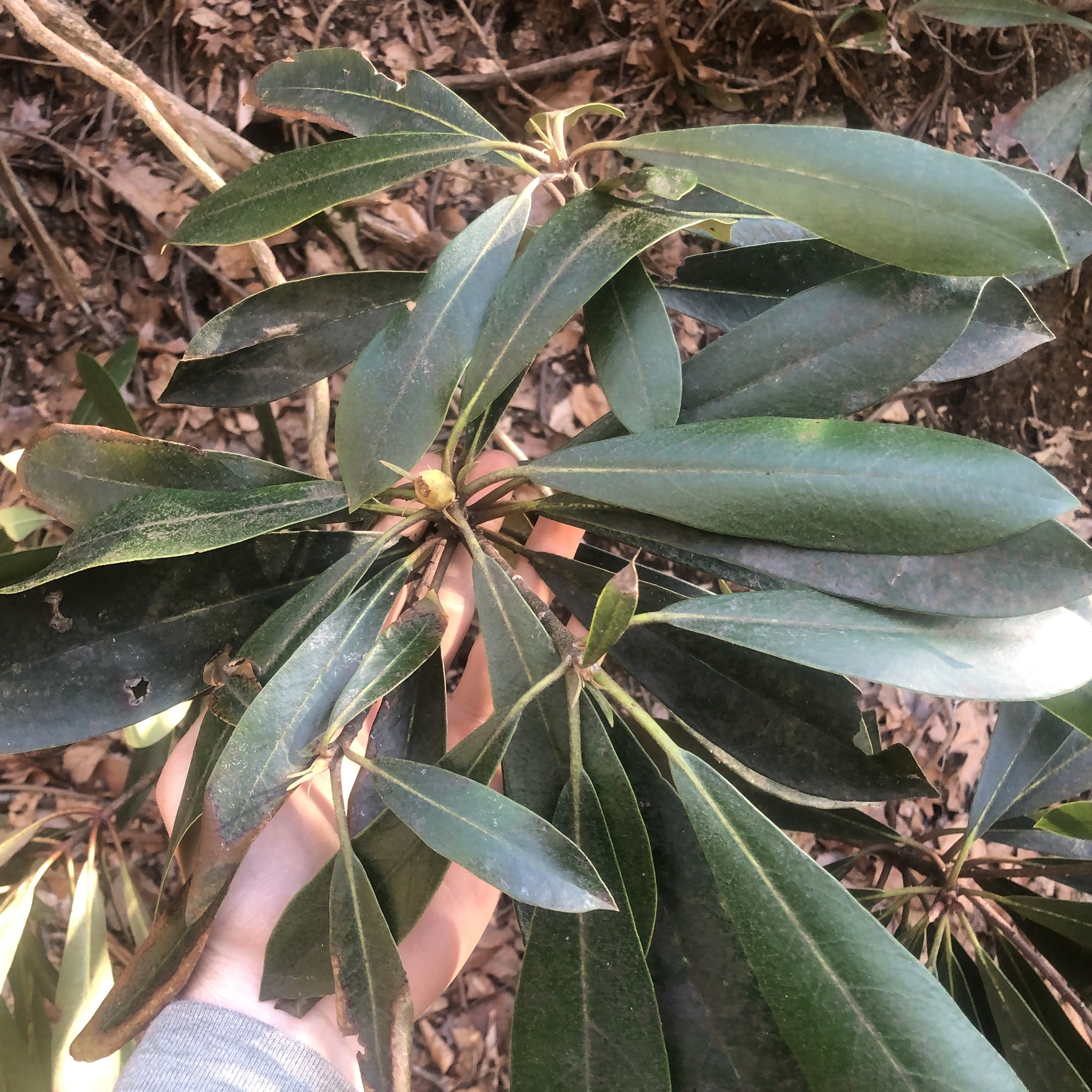 Great Rhododendron (Rhododendron maximum)