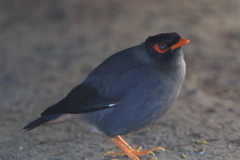 Acridotheres ginginianus