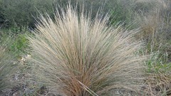Austrostipa stipoides