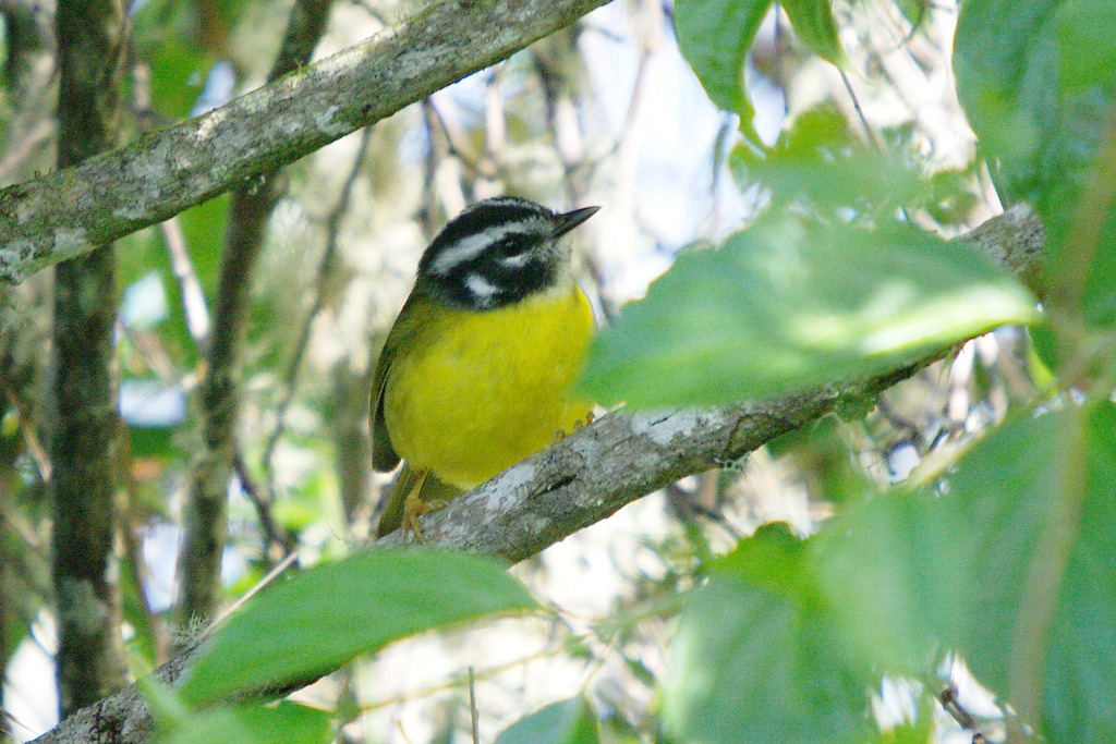 Santa Marta Warbler photo