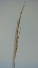 Austrostipa stipoides