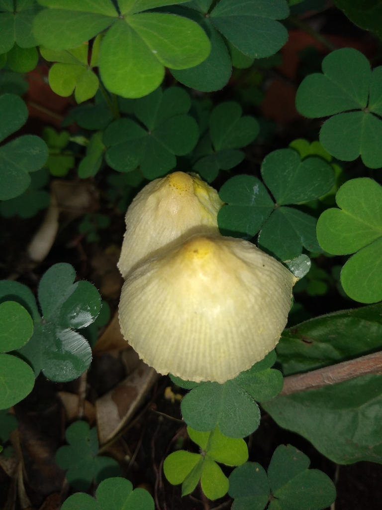 Leucocoprinus birnbaumii · March 2020 · photo: © bombin (iNaturalist, cc-by)