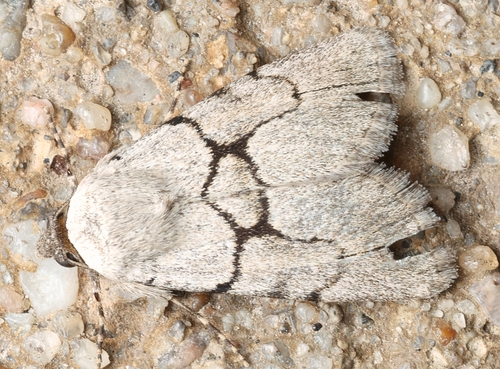 Sympistis figurata photo 3
