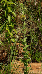 Brachystelma macropetalum