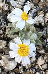 Eriophyllum wallacei rubellum