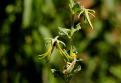 Brachystelma macropetalum