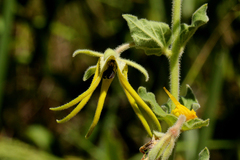 Brachystelma macropetalum