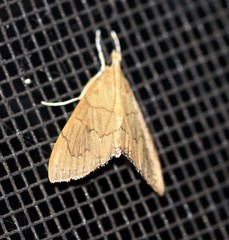 Hyalobathra crenulata