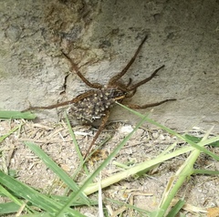 Lycosidae