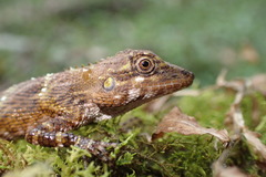 Pseudocalotes tympanistriga