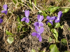 Viola