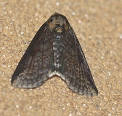 Lophoptera hemithyris