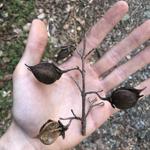 princess tree (Paulownia tomentosa)