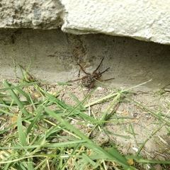 Lycosidae