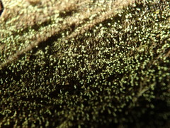 Chaenotheca brachypoda