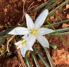 Ornithogalum pedicellare