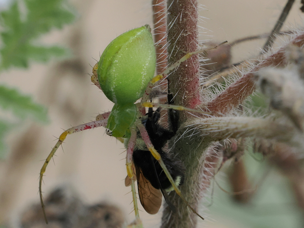 Lesser Green Lynx Spider from Los Angeles County, CA, USA on April 9 ...