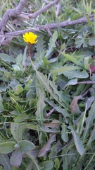 Leontodon saxatilis saxatilis