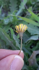 Leontodon saxatilis saxatilis