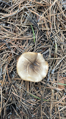 iNaturalist observation photo of Snowmelt Clitocybe