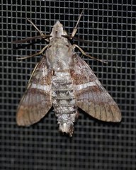 Macroglossum errans