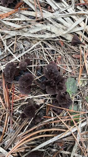 iNaturalist observation photo of Common Fiber Vase