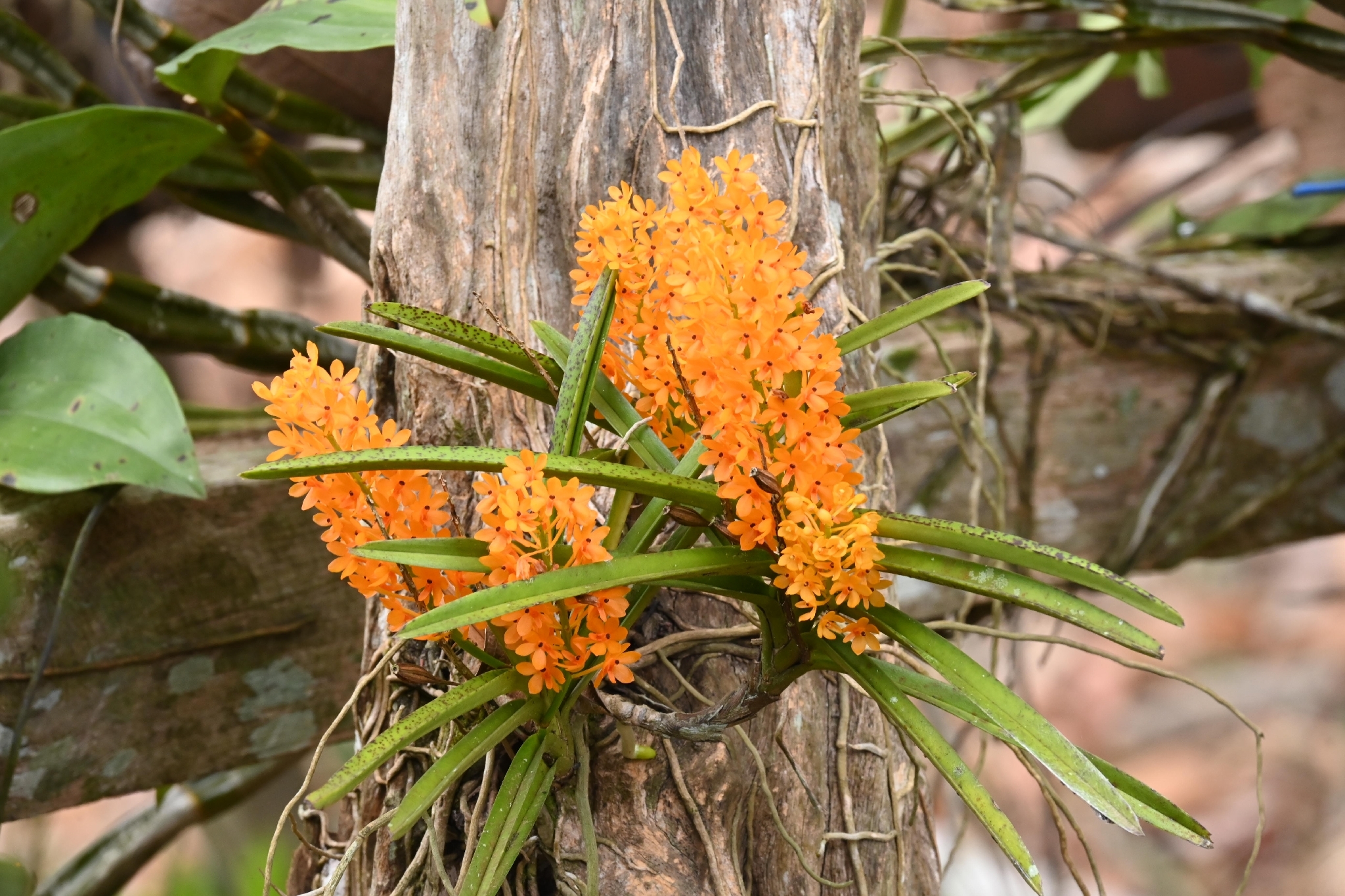 Vanda garayi (Vanda garayi)