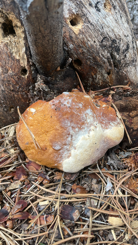 iNaturalist observation photo of Mushrooms, Bracket Fungi, Puffballs, and Allies