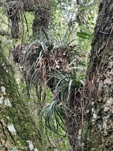 Aechmea recurvata (Aechmea recurvata)