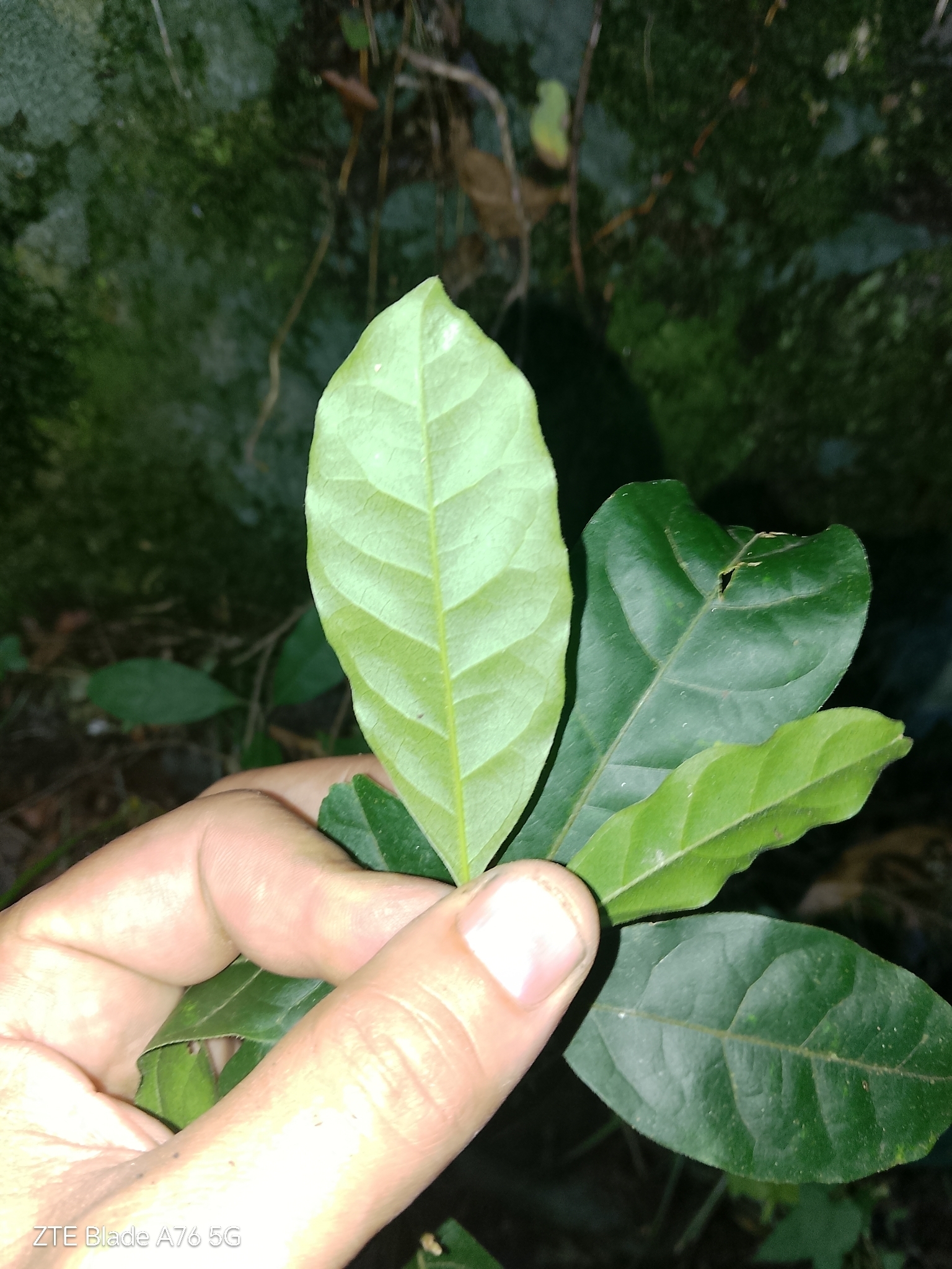 Imagem de Canela-guaicá