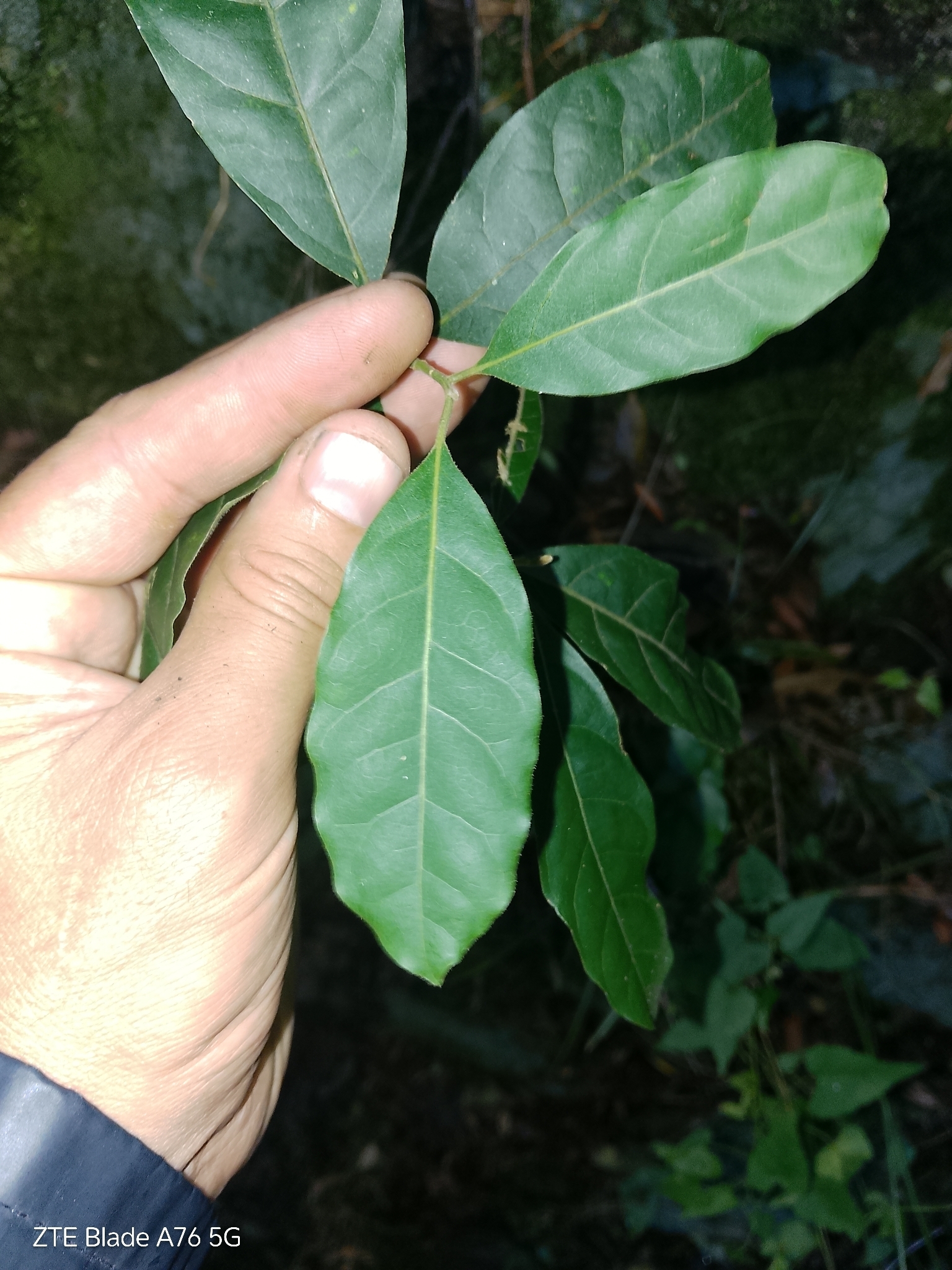 Imagem de Canela-guaicá