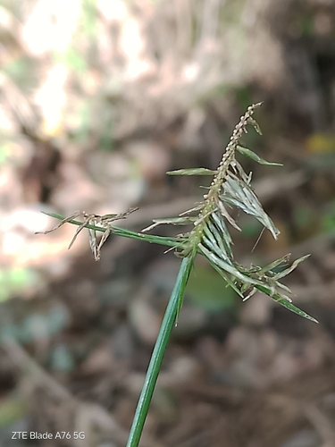 Meyen's Flatsedge (Cyperus meyenianus)
