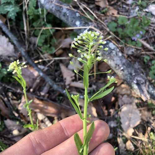 garlic penny-cress (Mummenhoffia alliacea)