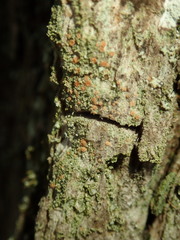Bacidia rubella