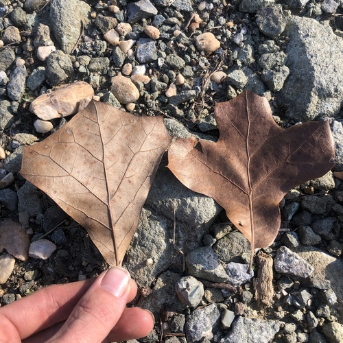 blackjack oak (Quercus marilandica)