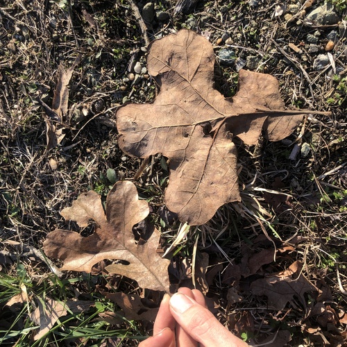 Post Oak (Quercus stellata)