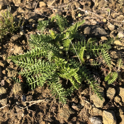 eastern yarrow (Achillea gracilis)
