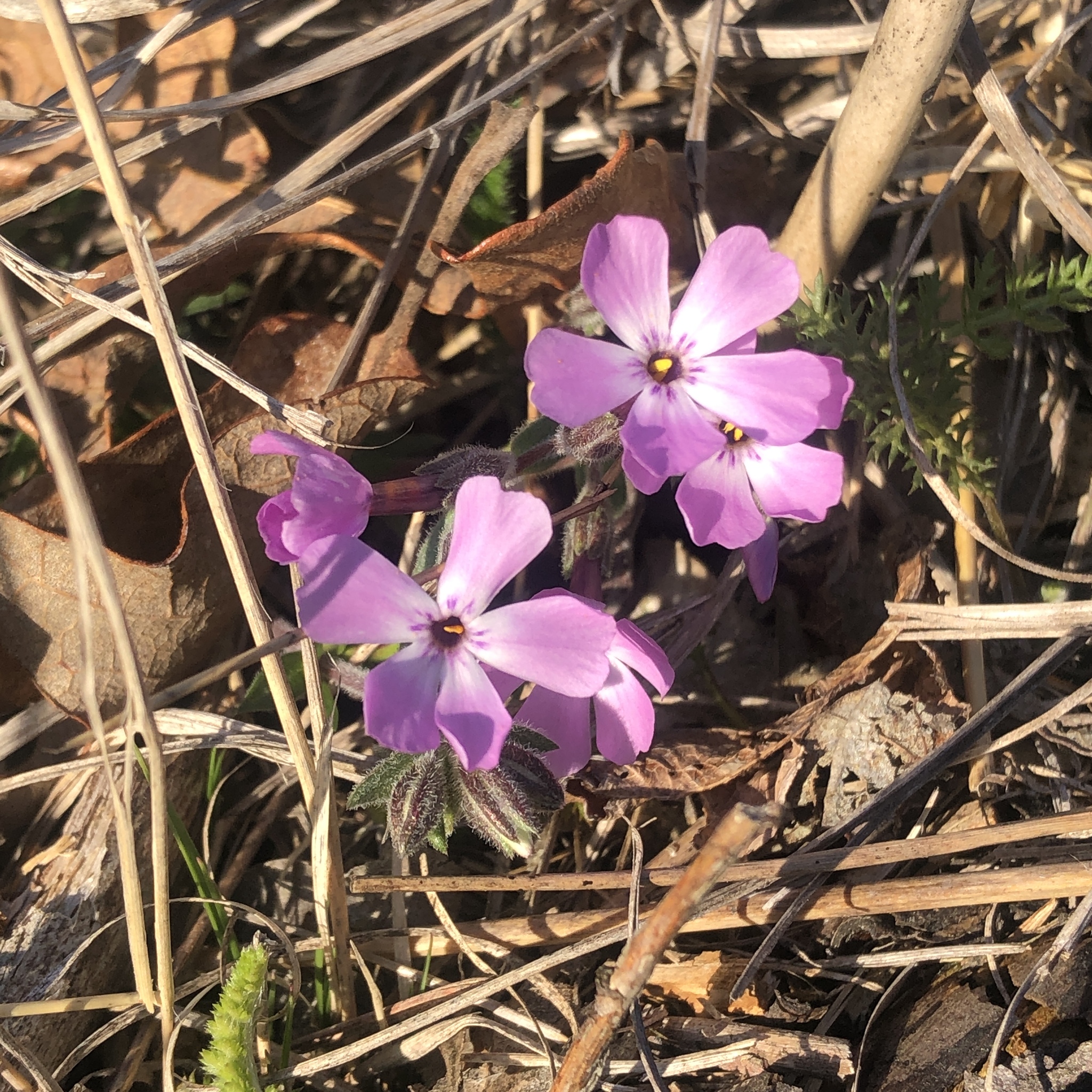 Moss Phlox (Phlox subulata)