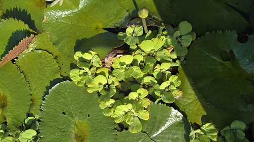 Water Lettuce (Pistia stratiotes)