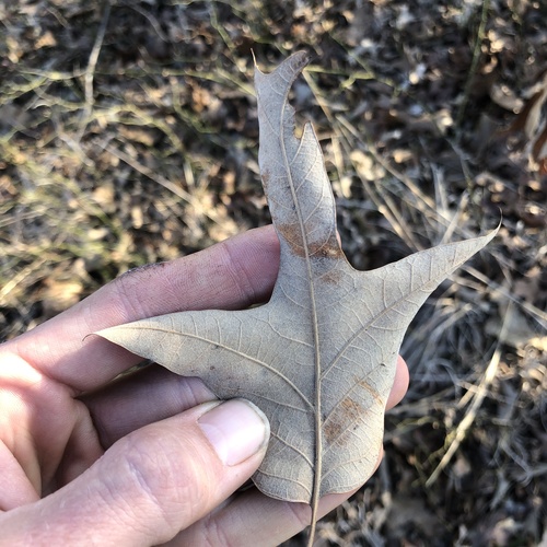 southern red oak (Quercus falcata)