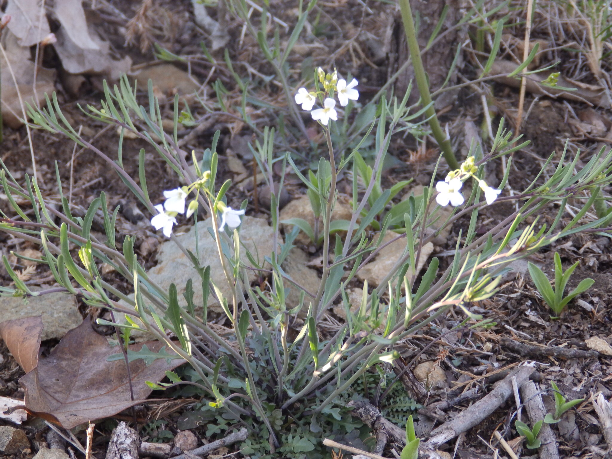 Lyreleaf Rockcress (Arabidopsis lyrata)