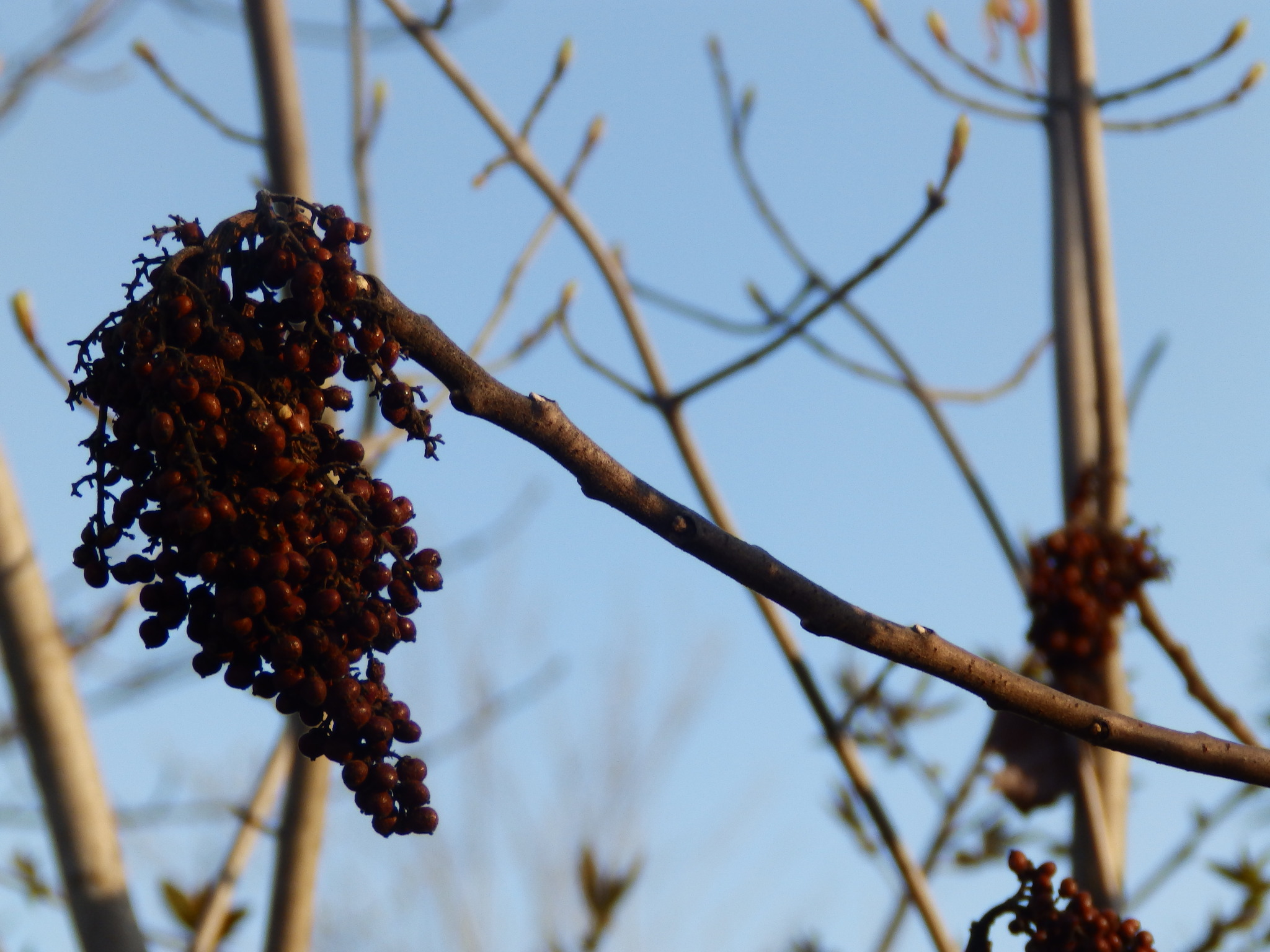 Winged Sumac (Rhus copallinum)