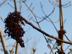 Sumac Copal (Rhus copallinum)