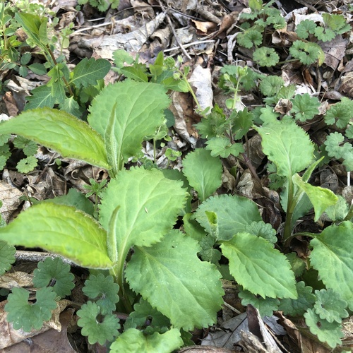 Zigzag Goldenrod (Solidago flexicaulis)