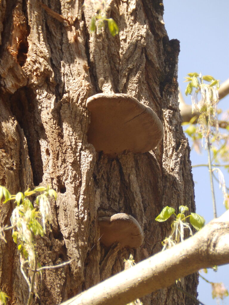 Fulvifomes robiniae · April 2026 · photo: © conboy (iNaturalist, cc-by)