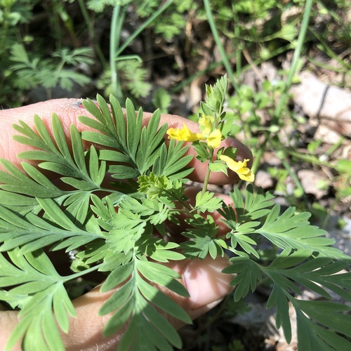 Yellow Fumewort (Corydalis flavula)