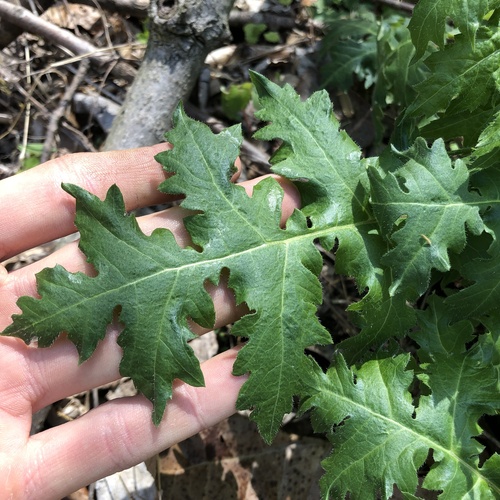 leafcup (Polymnia canadensis)