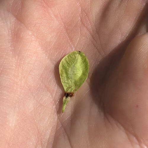 Slippery Elm (Ulmus rubra)