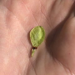 Orme Rouge (Ulmus rubra)